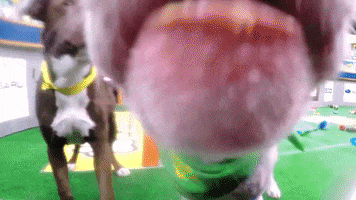 Dog Licking GIF by Puppy Bowl