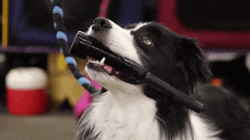 border collie dog GIF by Westminster Kennel Club