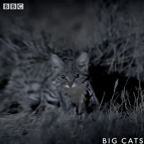 hunter africa GIF by BBC