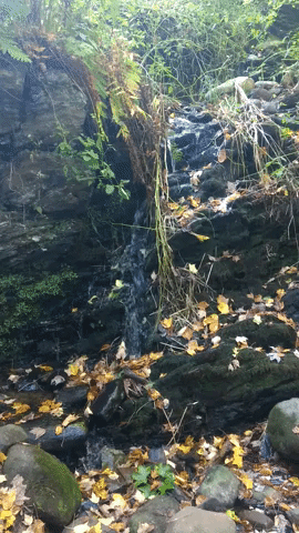 micro  GIF