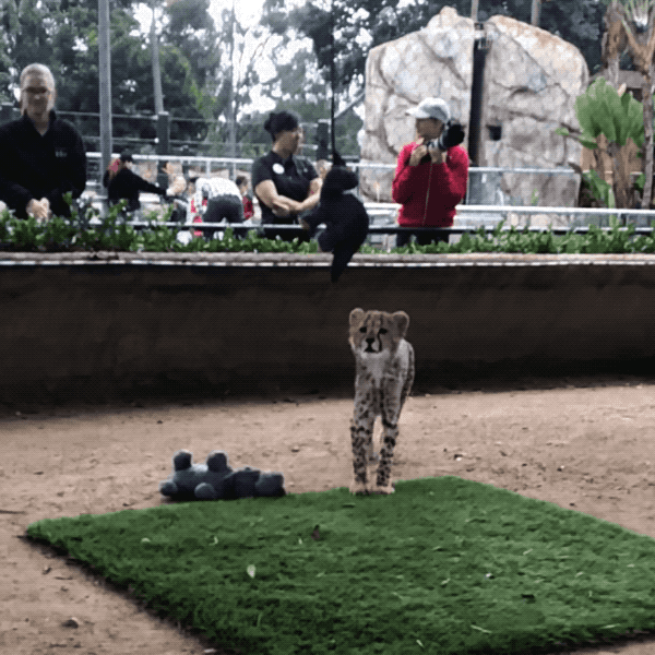 Happy Baby Animals GIF by San Diego Zoo Find & Share on GIPHY