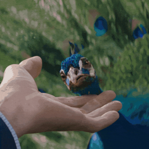 giphy.gif