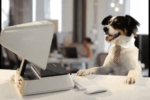 Video gif. A small dog is wearing a dress shirt and tie and is eagerly waiting at a computer. He's panting with anticipation. 