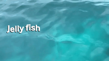 Jellyfish GIF