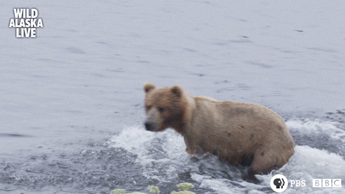Bear Alpha Whitey GIF - Bear alpha Whitey Lagoon - Discover & Share GIFs