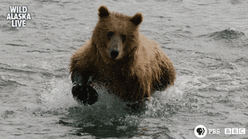 bbc one bear GIF by BBC