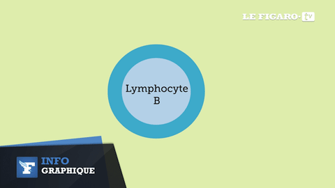 Lymphocyte meme gif