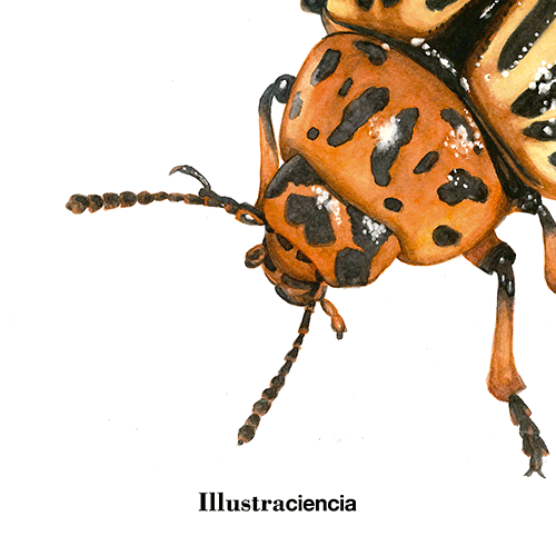 illustraciencia beetle sciart GIF