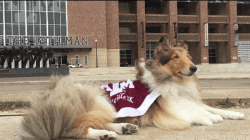 good day dog GIF by Texas A&M University