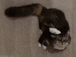 mad cat GIF by sheepfilms