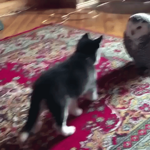 brumthefirst cute dog kiss animals GIF