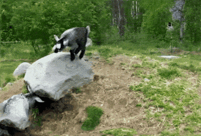 GIF by Random Goat Find Share on GIPHY