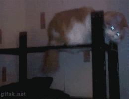 karinagv  GIF