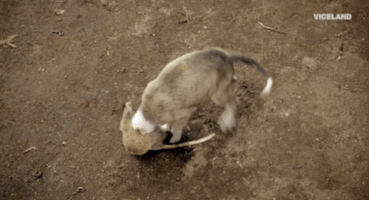 200.gif?cid=fc005b08c73b2eb6df3a89cf06bfae25ebab8aa325d07d08&rid=200.gif&ct=g