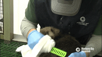 sea otter attack GIF by Monterey Bay Aquarium