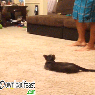 downloadfeast scared cat fail gif scared cat funny scared cat funny funny funny scared cat funny gif GIF