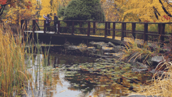 Wesley-Chang-Cinemagraphs loop nature fall autumn GIF