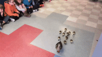 ducks ducklings GIF