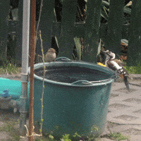 200.gif?cid=fc005b082fe9a24716f18bb073091da742f85c6482953eac&rid=200.gif&ct=g