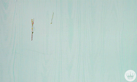 Pohyblivý gif s nápisem Happy Easter z květin.
