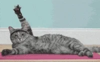 cute cat GIF by MakeSpace