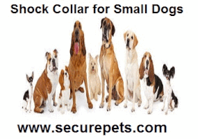 securepets shock collar for small dogs GIF