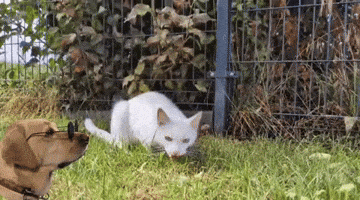 Puking Cat Vomiting GIF by Bohemia Outdoor