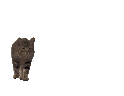 Cat Cute Sticker