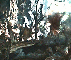 predator