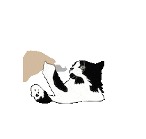 Cat Sticker
