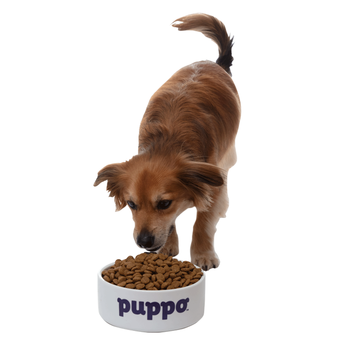 Get Woofing with the Top 10 Dog Food Gifs of the Year A Complete