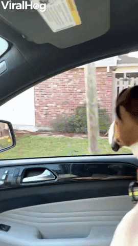 Boxer Bounces Beside Car GIF by ViralHog