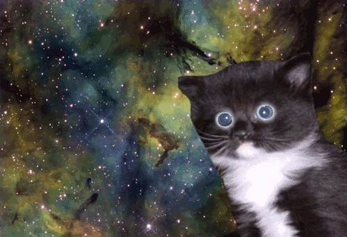  cat animals space animal cats in space GIF