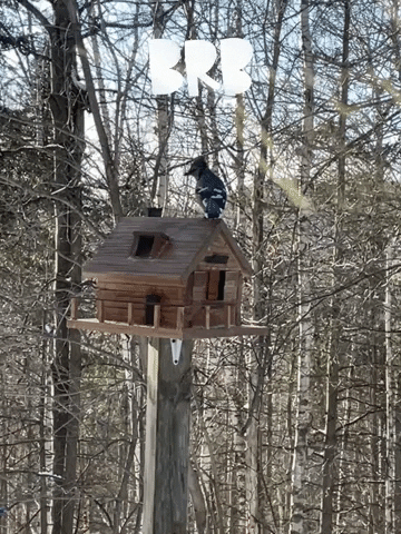 Guillaum Chaigne GIF