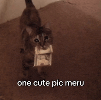 Cat Meru GIF
