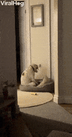 GIF de cachorro por ViralHog