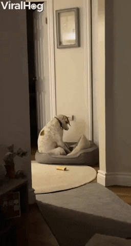 Video gif. Dog is in their bed and they're massaging the pillow with their front paws, pushing and prodding it while sitting on their hind legs.