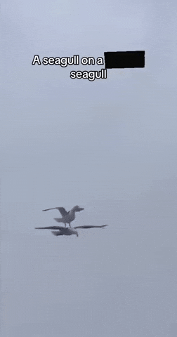 Utpy GIF