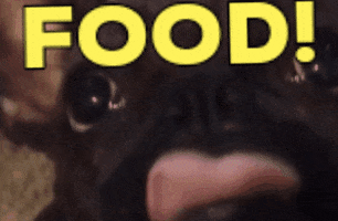 Dog GIF