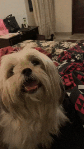 Dog GIF