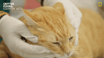 200.gif?cid=fc005b0816efaec1cab068e53ef8c4ef9207a757964c4acf&rid=200.gif&ct=g