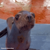 Marine Life Cute Animal GIF