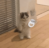 Ricky Hao GIF