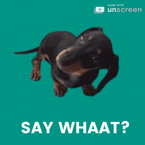 Happy Dogs GIF by Unscreen