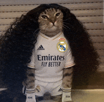 3-0 Cat Meme GIF