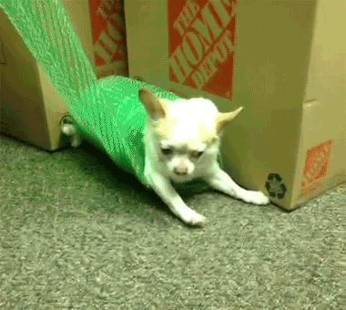 Video gif. A chihuahua rolled up in green bubble wrap rotates as someone pulls on the wrap and unravels him. 