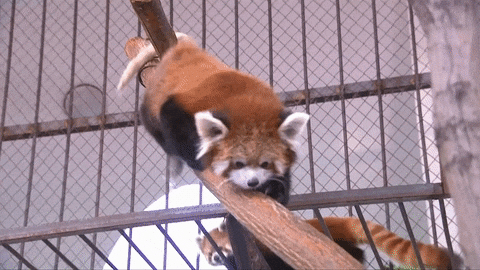Red Panda Gif By Bfmtv Find Share On Giphy