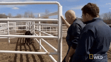 GIF by The Incredible Dr. Pol