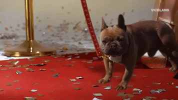 red carpet glitter GIF by MOST EXPENSIVEST