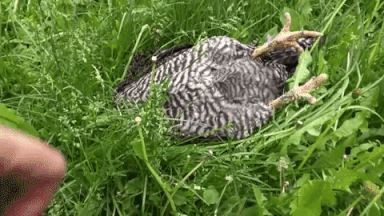 praca z kurczakiem GIF